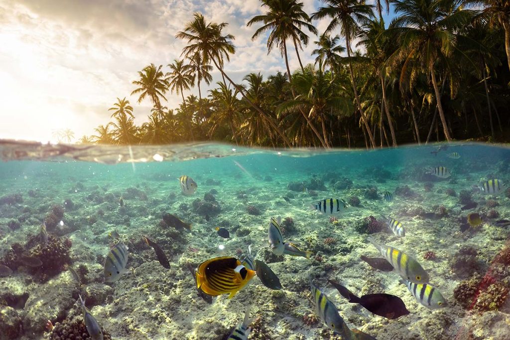 underwater scene with reef and tropical fish small